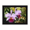 Pair of Orchids postcards by DJStudio Pair of Orchids postcards