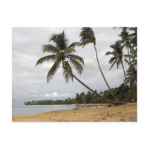 Pair of Palms postcards by mrulon23 Pair of Palms postcards