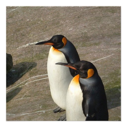 Pair of Penguins Invitation