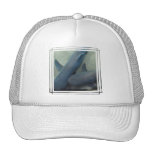 Pair of Sharks Baseball Hat