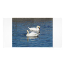 Pair of Swans photo cards by A_Phoenix Pair of Swans photo cards