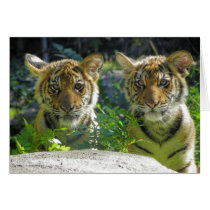 Pair of Tiger Cubs Portrait Greeting Cards