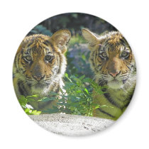 Pair of Tiger Cubs Portrait Refrigerator Magnets