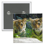 Pair of Tiger Cubs Portrait Pinback Buttons