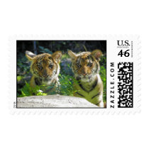 Pair of Tiger Cubs Portrait Stamp