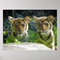 Pair of Tiger Cubs Portrait Poster
