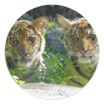 Pair of Tiger Cubs Portrait Stickers