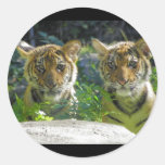 Pair of Tiger Cubs Portrait Stickers