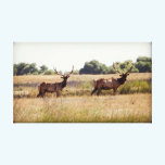 Pair of Tule Elk Bulls Canvas Print canvas prints