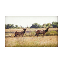 Pair of Tule Elk Bulls Canvas Print