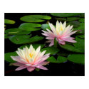 Pair of Water Lilies posters