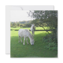 Pair of White Horses Invitation