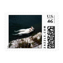 Pair of White Shepherds swimming together. postage