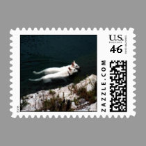 Pair of White Shepherds swimming together. postage