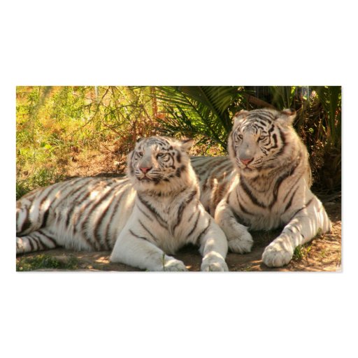 Pair of White Tigers Business Cards (back side)