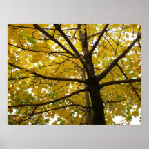 Pair of Yellow Maple Trees Print
