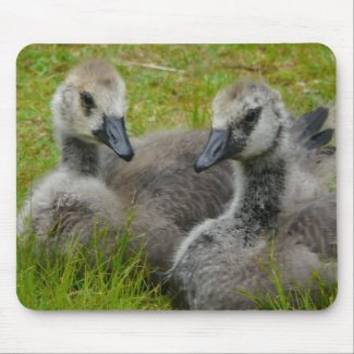 Pair of Young Geese mousepad