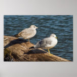 Pair Seagulls Print
