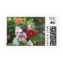 Paisley postage