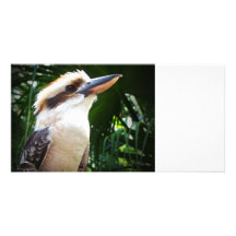 pájaro contra Kookaburra verde Tarjeta Fotografica