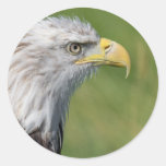 Pájaro de los pegatinas de la presa