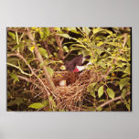 Pájaro del Rosa-Breasted Poster