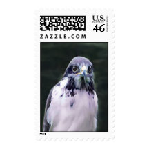 Pájaro del sello de la presa
