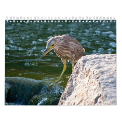 pájaro en calendario del agua pájaro en calendario del agua
