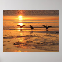 Pájaros en la playa impresiones