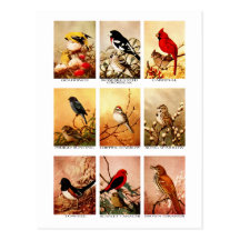 Pájaros Tarjetas Postales