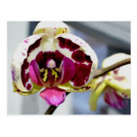 Palalaenopsis Orchids Postcard