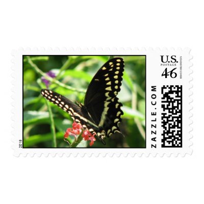 Palamedes Postage by naturegirl7