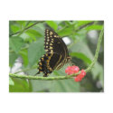 Palamedes Swallowtail Postcard