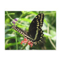 Palamedes Swallowtail Postcard by naturegirl7 Palamedes Swallowtail Postcard