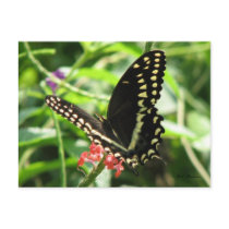 Palamedes Swallowtail Postcard