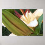 Pale Apricot Lily Flower Print