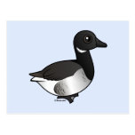 Pale-bellied Brant Goose Postcard