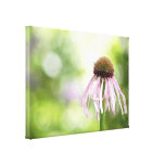 Pale Coneflower - Echinacea Pallida Canvas Prints