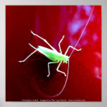 Pale green grasshopper, Stonington, Maine posters