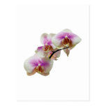 Pale Magenta and White Orchids Post Cards