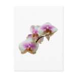 Pale Magenta and White Orchids Post Cards