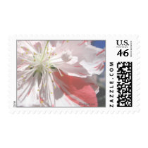 Pale Pink and White Wedding Flowers Postage postage