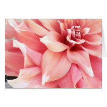 Pale Pink Dahlia Greeting Cards