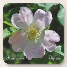 Pale pink dog rose cork coaster set