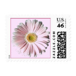 Pale Pink Gerber Daisy Postage Stamp