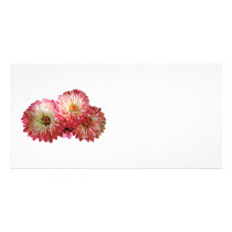 Pale Pink Mums photo cards