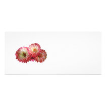 Pale Pink Mums rack cards
