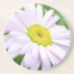 Pale Pink Painted Daisy Beverage Coasters