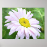 Pale Pink Painted Daisy Poster