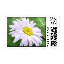 Pale Pink Painted Daisy Stamps